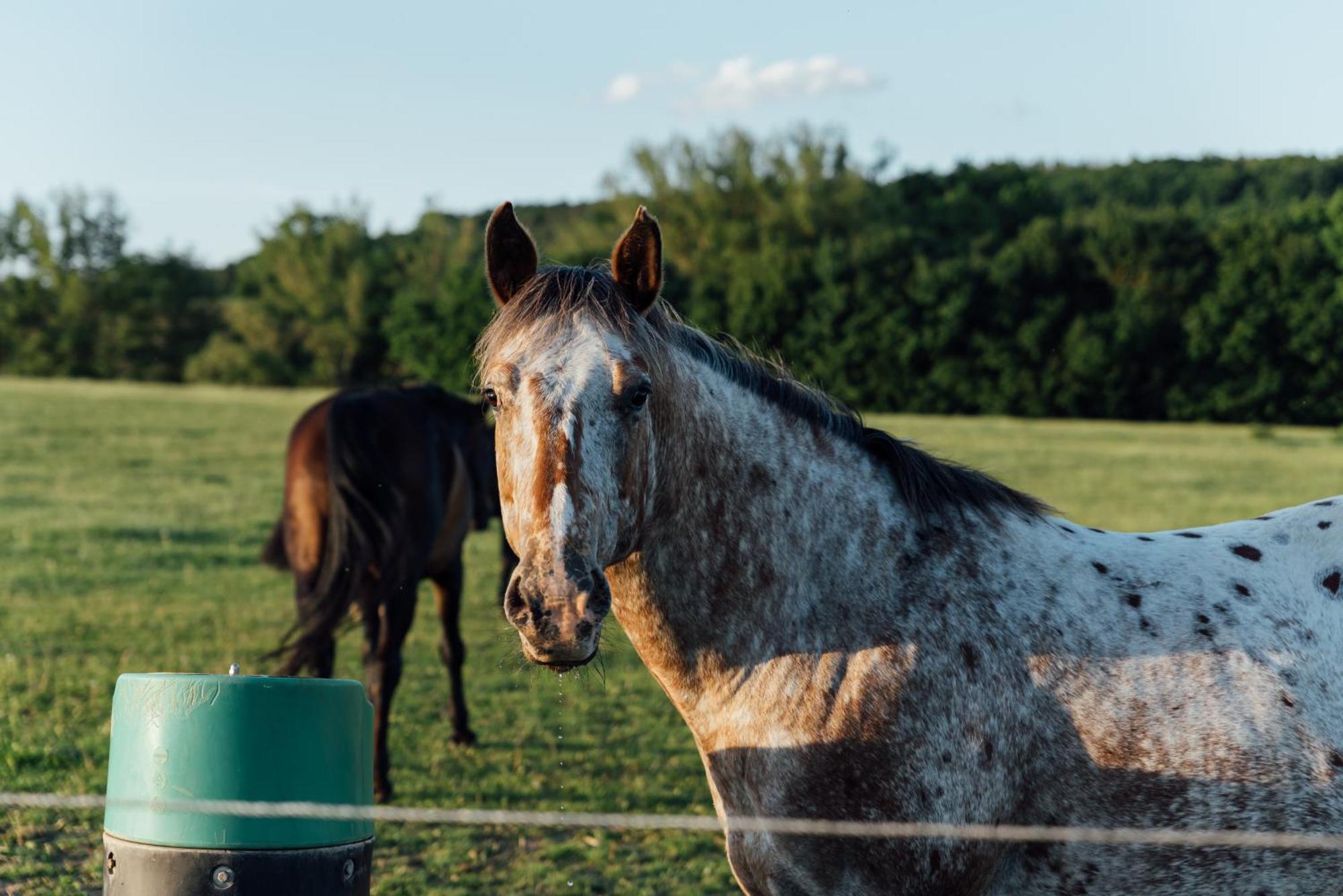 Rekreační a jezdecký areál Equifarm Villa Jevišovice Exterior foto