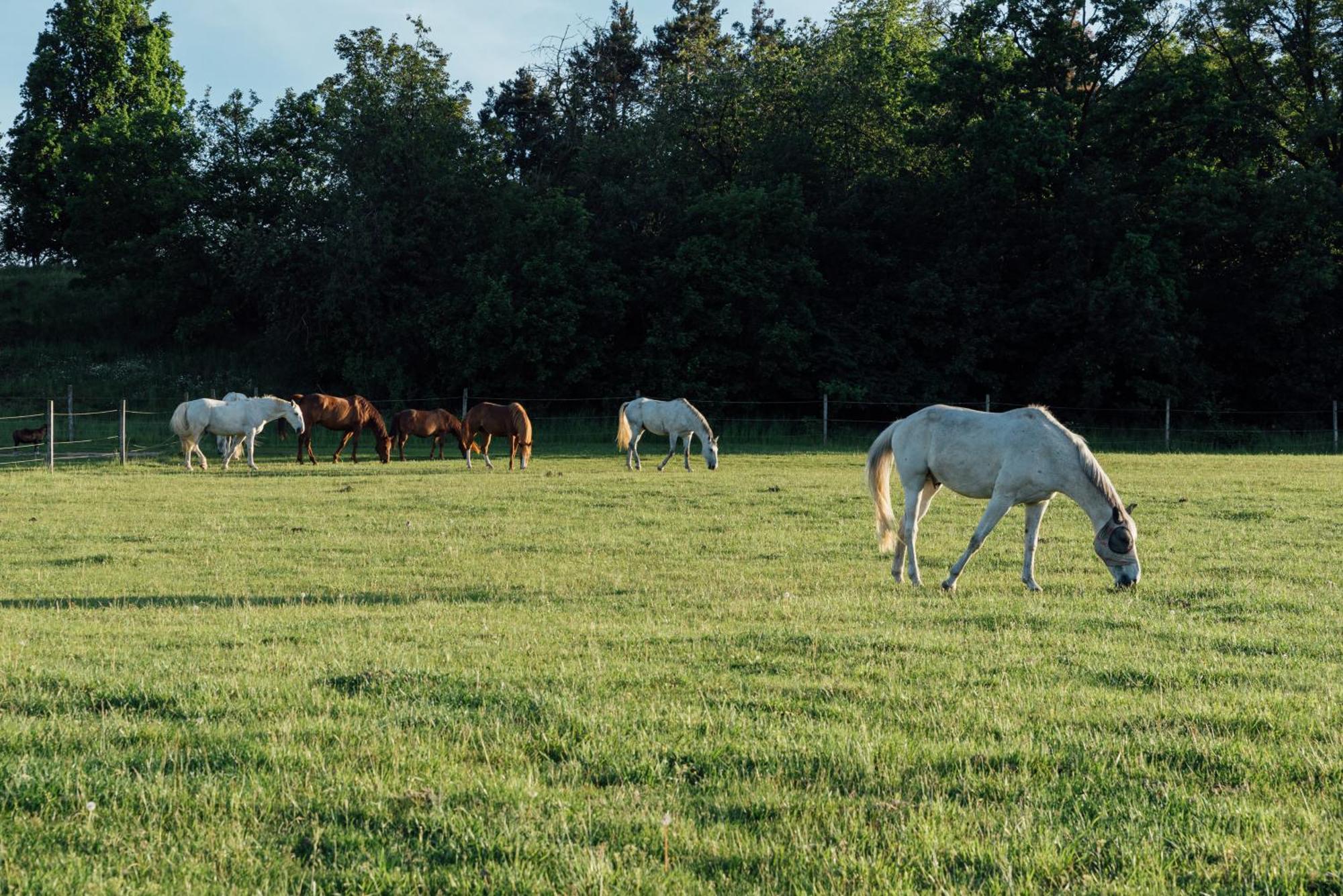Rekreační a jezdecký areál Equifarm Villa Jevišovice Exterior foto